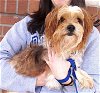 adoptable Dog in Carrollton, TX named Jasper