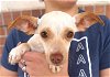 adoptable Dog in carrollton, TX named Brandi