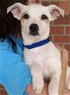 adoptable Dog in Carrollton, TX named Trey
