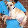 adoptable Dog in Carrollton, TX named Talya