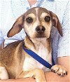 adoptable Dog in Carrollton, TX named Nadia