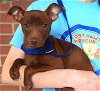 adoptable Dog in carrollton, TX named Allie