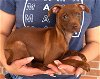 adoptable Dog in carrollton, TX named Annie