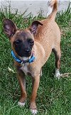 adoptable Dog in carrollton, TX named Brandy Lu