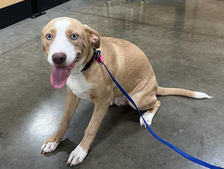 adoptable Dog in Carrollton, TX named Blue