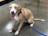 adoptable Dog in carrollton, TX named Blue
