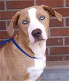 adoptable Dog in carrollton, TX named Blue