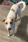 adoptable Dog in carrollton, TX named Feisty