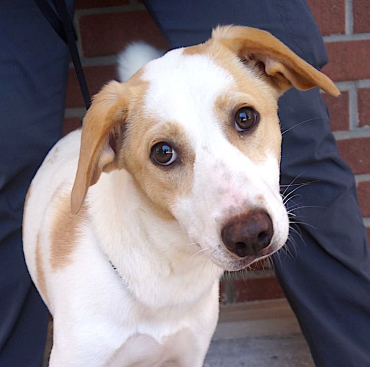 adoptable Dog in Carrollton, TX named Feisty