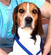 adoptable Dog in carrollton, TX named Bruno