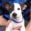 adoptable Dog in carrollton, TX named Dalen