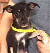 adoptable Dog in carrollton, TX named Dayla