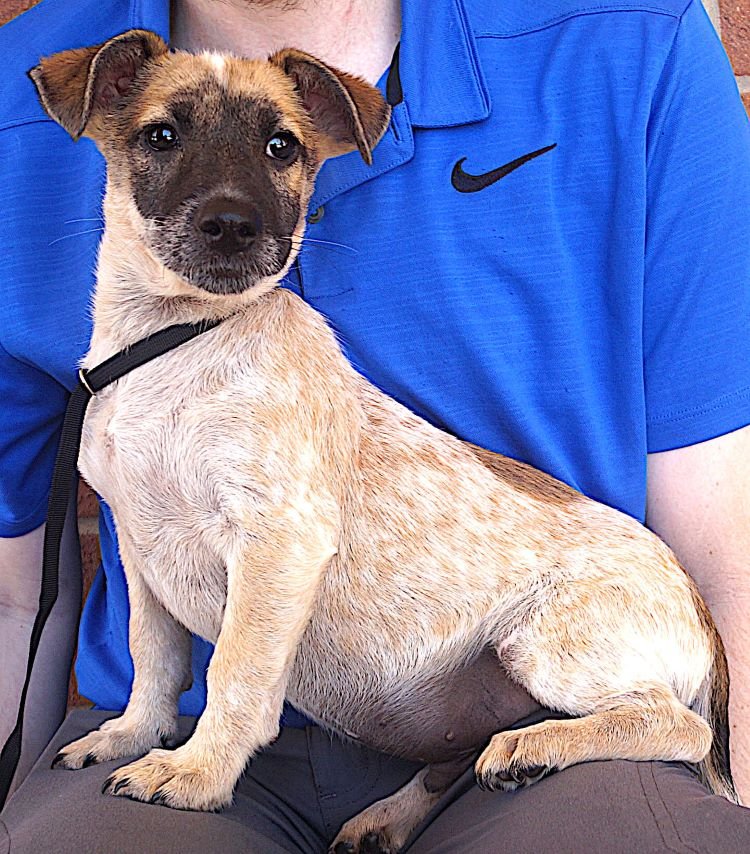 adoptable Dog in Carrollton, TX named Dixon