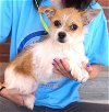 adoptable Dog in carrollton, TX named Adina