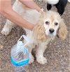 adoptable Dog in carrollton, TX named Amacus