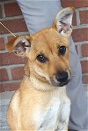 adoptable Dog in  named Foxy