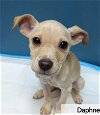 adoptable Dog in carrollton, TX named Daphne