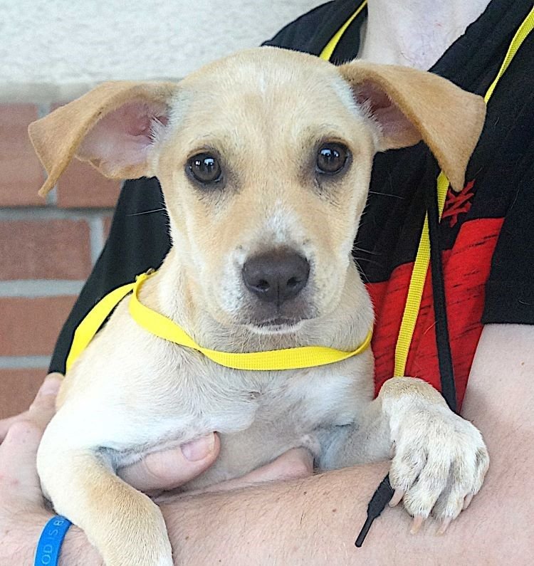 adoptable Dog in Carrollton, TX named Daphne