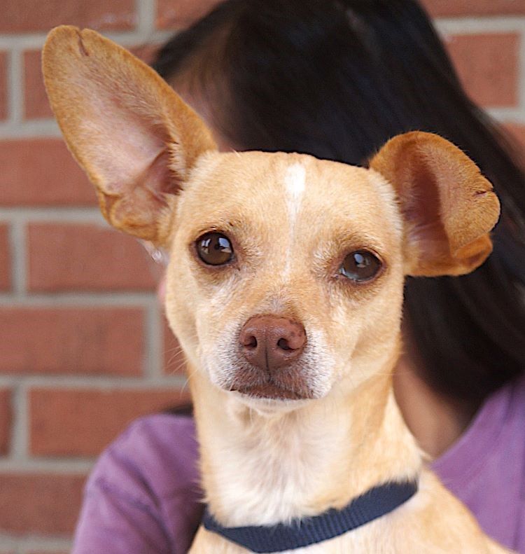 adoptable Dog in Carrollton, TX named China