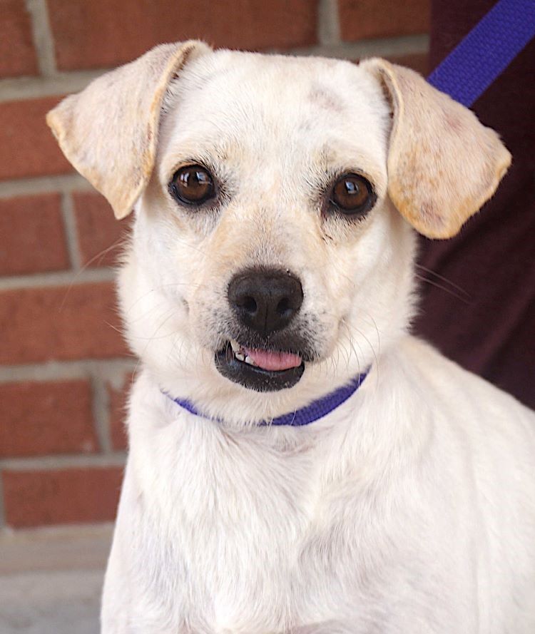 adoptable Dog in Carrollton, TX named Wendy