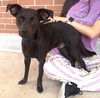 adoptable Dog in Carrollton, TX named Blaze