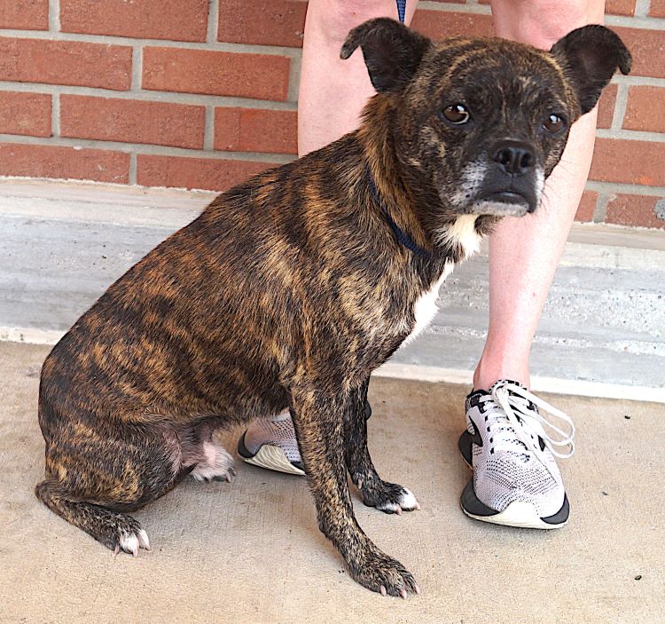 adoptable Dog in Carrollton, TX named Samuel