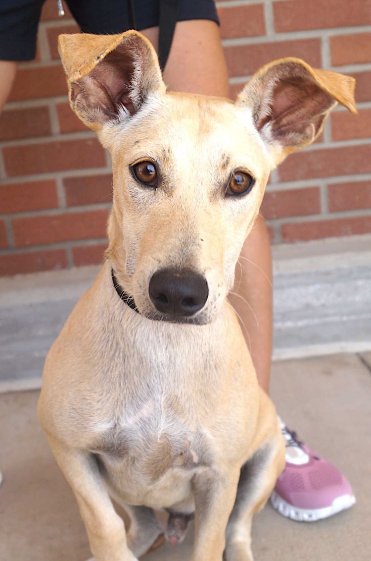 adoptable Dog in Carrollton, TX named Zeke