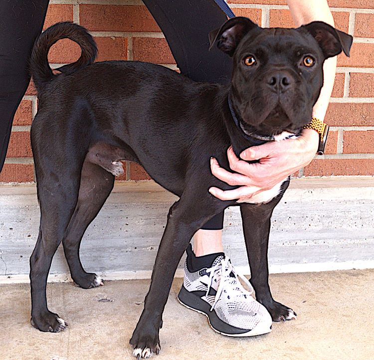 adoptable Dog in Carrollton, TX named Joel