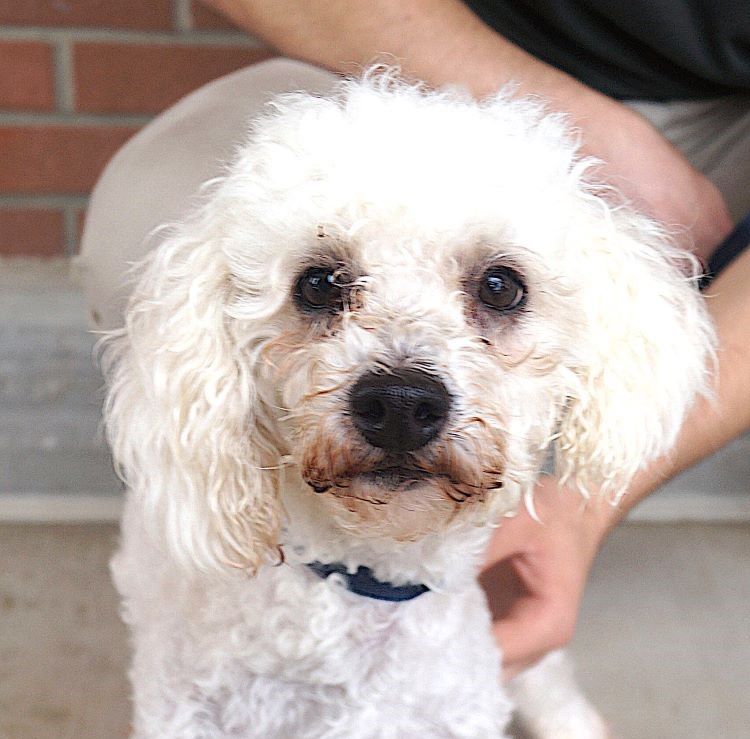 adoptable Dog in Carrollton, TX named Canolli