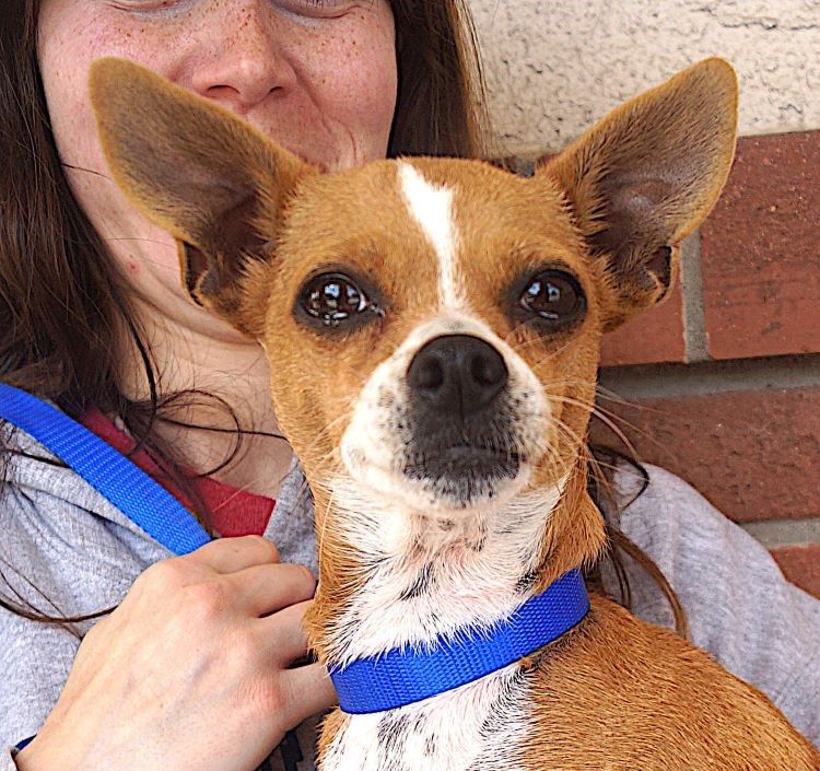 adoptable Dog in Carrollton, TX named Baby