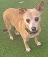 adoptable Dog in  named Honey