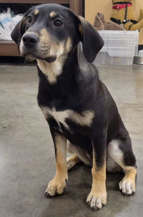 picture of the dog needing adoption