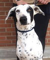 adoptable Dog in carrollton, TX named Ali
