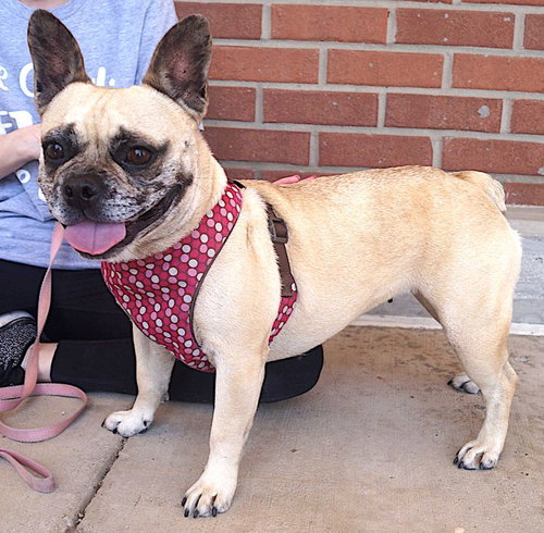 Francia, an adoptable French Bulldog in Carrollton, TX