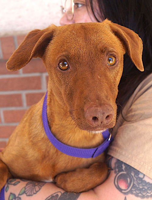 picture of the dog needing adoption