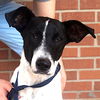 adoptable Dog in carrollton, TX named Chevy