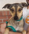 adoptable Dog in carrollton, TX named Estrella