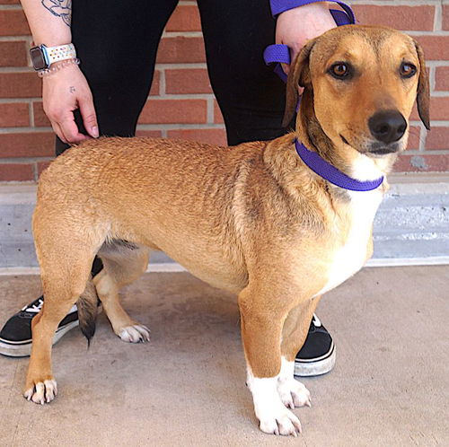 picture of the dog needing adoption
