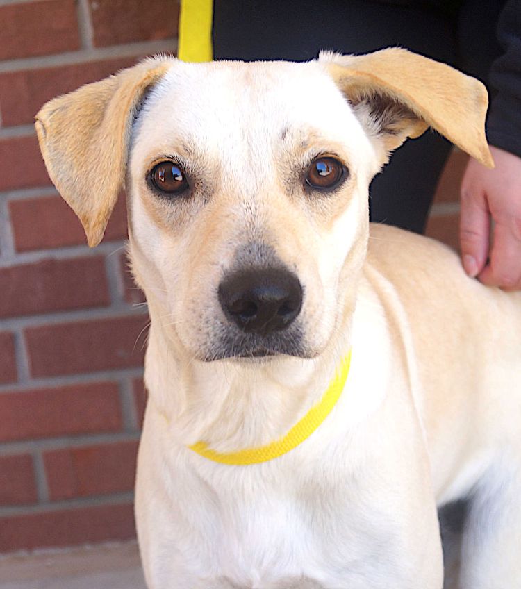 adoptable Dog in Carrollton, TX named Lara