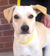 adoptable Dog in Carrollton, TX named Lara