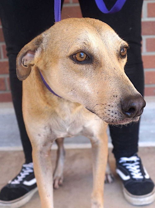 picture of the dog needing adoption
