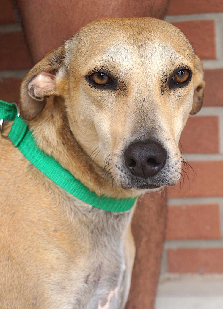 adoptable Dog in Carrollton, TX named Pistache
