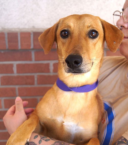 picture of the dog needing adoption