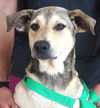 adoptable Dog in carrollton, TX named Wyatt