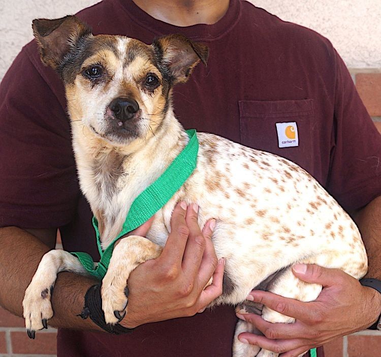 adoptable Dog in Carrollton, TX named Gus