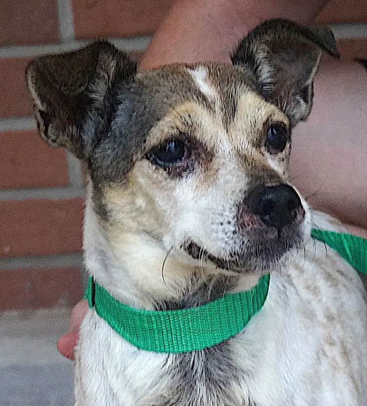 Gus - Rat Terrier
