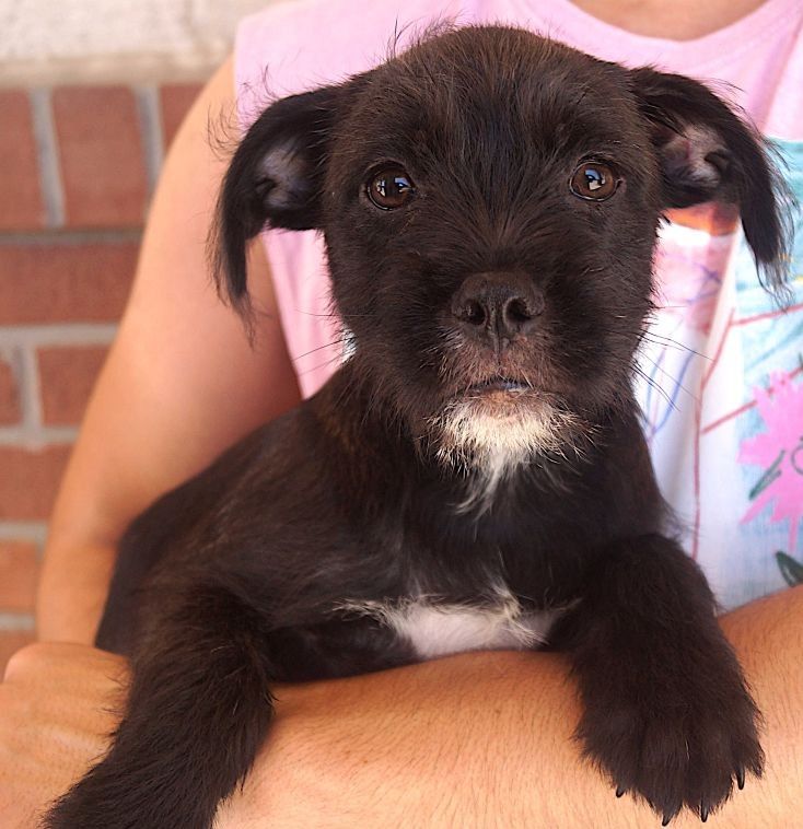 adoptable Dog in Carrollton, TX named David