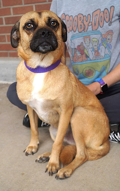 picture of the dog needing adoption