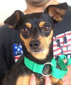 adoptable Dog in carrollton, TX named Hank