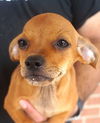 adoptable Dog in carrollton, TX named Finn
